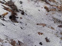 Attēlu rezultāti vaicājumam “Neocudoniella albiceps”