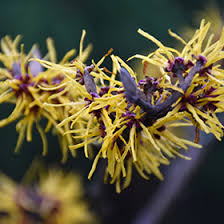 Attēlu rezultāti vaicājumam “Hamamelis mollis”