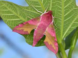 Attēlu rezultāti vaicājumam “Deilephila porcellus”