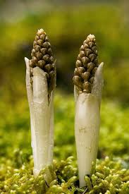 Attēlu rezultāti vaicājumam “Neottia nidus-avis”