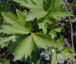 Attēlu rezultāti vaicājumam “Ranunculus cassubicus leaf”
