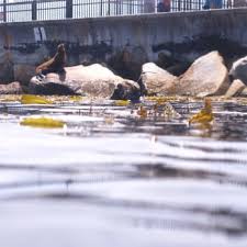 Image result for Breakwater Divers