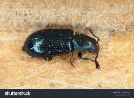 Attēlu rezultāti vaicājumam “Necrobia violacea”