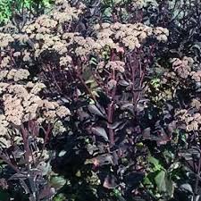 Attēlu rezultāti vaicājumam “Hylotelephium telephium leaf”