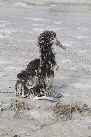 Image result for albatross dead chick