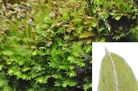 Attēlu rezultāti vaicājumam “Fissidens taxifolius”