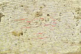 Attēlu rezultāti vaicājumam “Sciuro-hypnum curtum sporophyte”