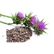 Attēlu rezultāti vaicājumam “Silybum marianum fruit”