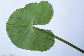 Attēlu rezultāti vaicājumam “Caltha palustris leaf”