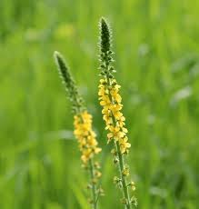 Image result for Agrimonia eupatoria