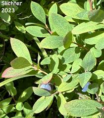 Attēlu rezultāti vaicājumam “Vaccinium uliginosum leaf”