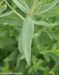 Attēlu rezultāti vaicājumam “Gypsophila paniculata leaf”