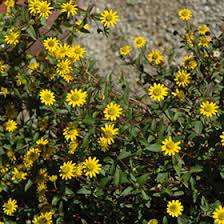 Image result for Sanvitalia procumbens