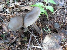 Attēlu rezultāti vaicājumam “Entoloma vernum”