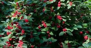 Attēlu rezultāti vaicājumam “Lonicera tatarica leaf”