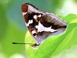 Attēlu rezultāti vaicājumam “Apatura iris female”