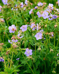 Attēlu rezultāti vaicājumam “Geranium pratense flower”