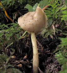 Attēlu rezultāti vaicājumam “Helvella elastica”