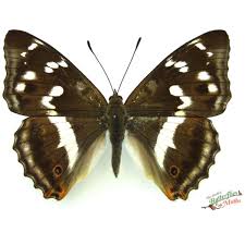 Attēlu rezultāti vaicājumam “Apatura iris underside”