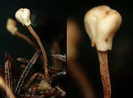 Attēlu rezultāti vaicājumam “Heyderia abietis”