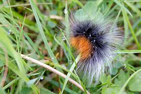 Attēlu rezultāti vaicājumam “Arctia caja larva”