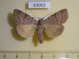 Attēlu rezultāti vaicājumam “Lygephila viciae”