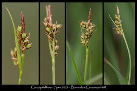 Attēlu rezultāti vaicājumam “Carex pilulifera”