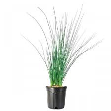 Attēlu rezultāti vaicājumam “Juncus inflexus bud”