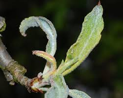 Attēlu rezultāti vaicājumam “Rhopalosiphum oxyacanthae”