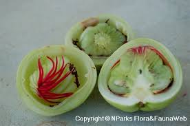 Attēlu rezultāti vaicājumam “Danthonia decumbens fruit”