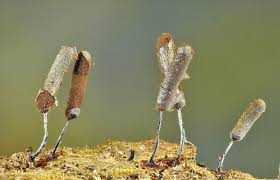 Attēlu rezultāti vaicājumam “Stemonitopsis subcaespitosa macro”