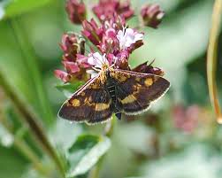 Attēlu rezultāti vaicājumam “Pyrausta aurata”