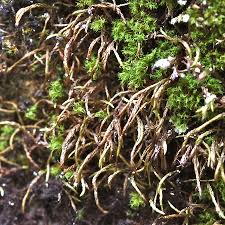 Attēlu rezultāti vaicājumam “Pterigynandrum filiforme”