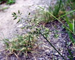 Attēlu rezultāti vaicājumam “Poa angustifolia”