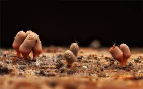 Attēlu rezultāti vaicājumam “Hemitrichia decipiens spores”