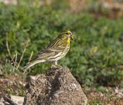 Image result for Serinus serinus