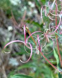Attēlu rezultāti vaicājumam “Listera cordata fruit”