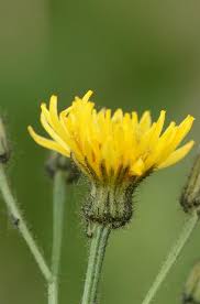 Attēlu rezultāti vaicājumam “Crepis paludosa flower”