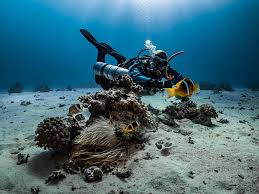 Resultado de imagen para cozumel dive