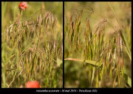 Attēlu rezultāti vaicājumam “Anisantha tectorum”