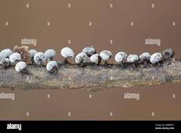 Attēlu rezultāti vaicājumam “Symphytocarpus flaccidus spores”
