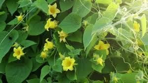 Attēlu rezultāti vaicājumam “Thladiantha dubia”