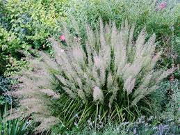 Attēlu rezultāti vaicājumam “Calamagrostis purpurea flower”