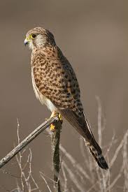 Attēlu rezultāti vaicājumam “Falco tinnunculus”