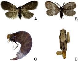Attēlu rezultāti vaicājumam “Psychidae”