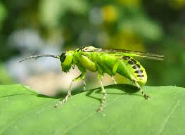Attēlu rezultāti vaicājumam “Anacampsis blatariella”