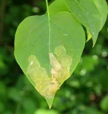 Attēlu rezultāti vaicājumam “Gracillaria syringella imago”