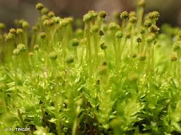 Attēlu rezultāti vaicājumam “Aulacomnium androgynum”