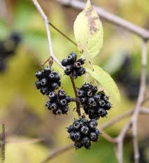 Attēlu rezultāti vaicājumam “Eleutherococcus sessiliflorus”