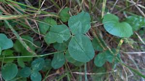 Attēlu rezultāti vaicājumam “Trifolium repens leaf”
